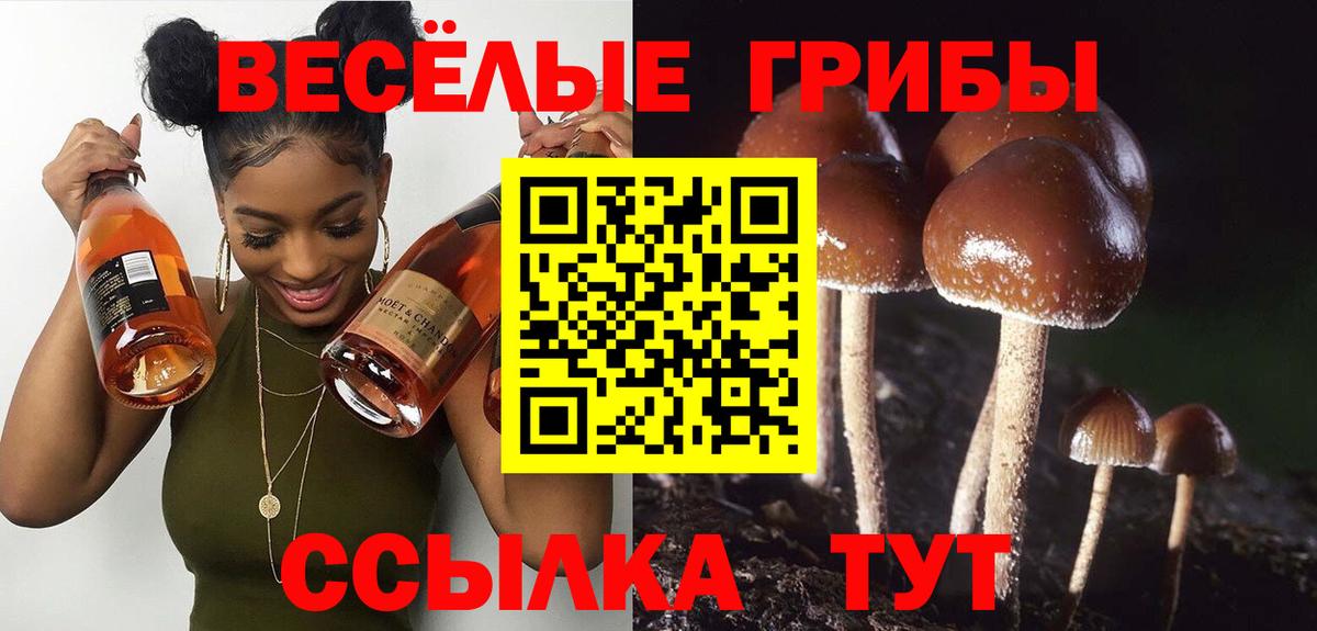 Галлюциногенные грибы Psilocybe Орск